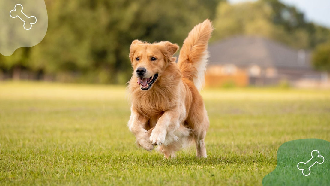 Evidence-Based Natural Strategies for Supporting Joint Health in Companion Animals: A Guide for Veterinary Professionals
