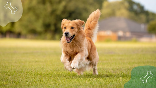 Evidence-Based Natural Strategies for Supporting Joint Health in Companion Animals: A Guide for Veterinary Professionals