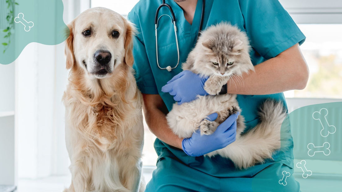 Advancing Companion Animal Care: Latest Insights into CBD Research and the Superior Full-Spectrum Profile of HEMP DROPS™