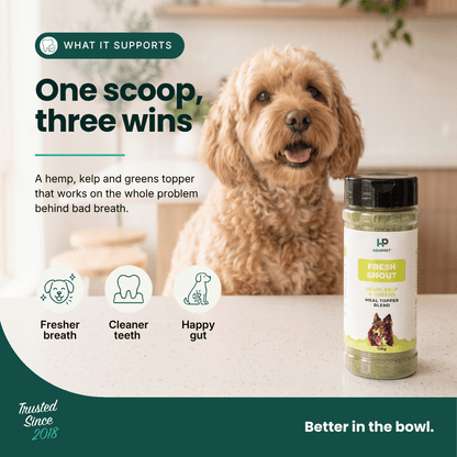 A jar of LP Pet Healthies Fresh Breath herbal dewormer oil is shown on a kitchen counter next to a smiling golden doodle dog. The graphic includes marketing text about 'One scoop, three wins' and icons indicating benefits for fresh breath, cleaner teeth, and happy gut.