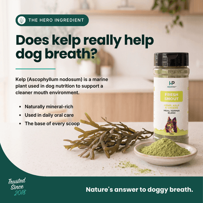 A promotional graphic for HP Fresh Snout dog oral care supplement, showing a bottle of green powder next to loose kelp seaweed and a small dish of green powder on a kitchen counter. The image includes text explaining the benefits of kelp for dog breath.