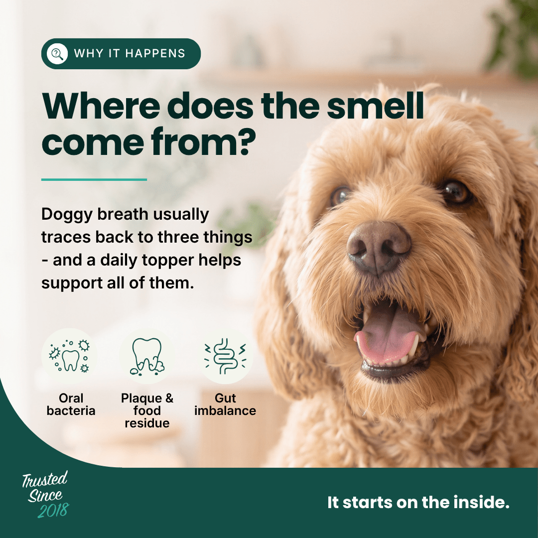 An informational pet graphic with a close-up photo of a fluffy golden dog on the right and text on the left explaining dog breath and the role of a daily topper. The design uses dark teal text blocks and icons, with icons for oral bacteria, plaque & food residue, and gut imbalance.
