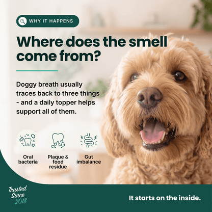 An informational pet graphic with a close-up photo of a fluffy golden dog on the right and text on the left explaining dog breath and the role of a daily topper. The design uses dark teal text blocks and icons, with icons for oral bacteria, plaque & food residue, and gut imbalance.