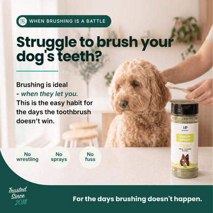 A dog brushing teeth advertisement featuring a fluffy light brown dog, a human hand applying toothpaste, and a jar of LP Pet Care Fresh Smoke dog toothpaste on a kitchen counter. The ad includes marketing text about brushing dog teeth.