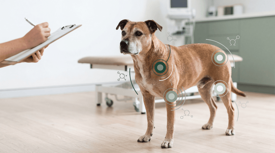 Evidence-Based Joint Health Support for Dogs and Cats: Natural Strategies for Veterinary Professionals