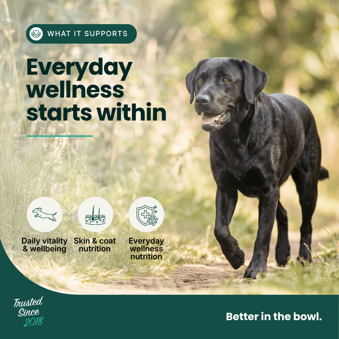 Immune Support - Hemp Oil for Dogs 100ml