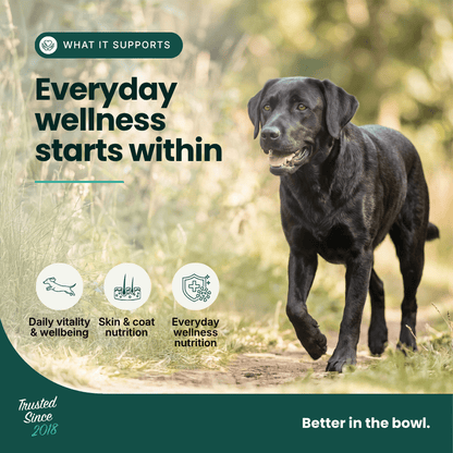 Immune Support - Hemp Oil for Dogs 100ml