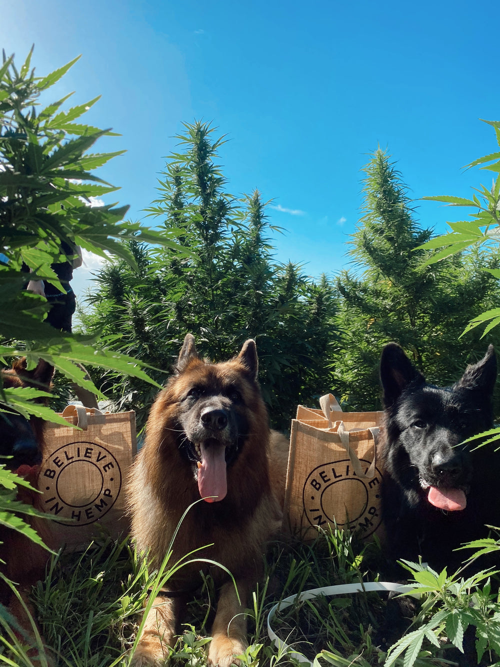 CBD for K9 Arthritis & Pain Management
