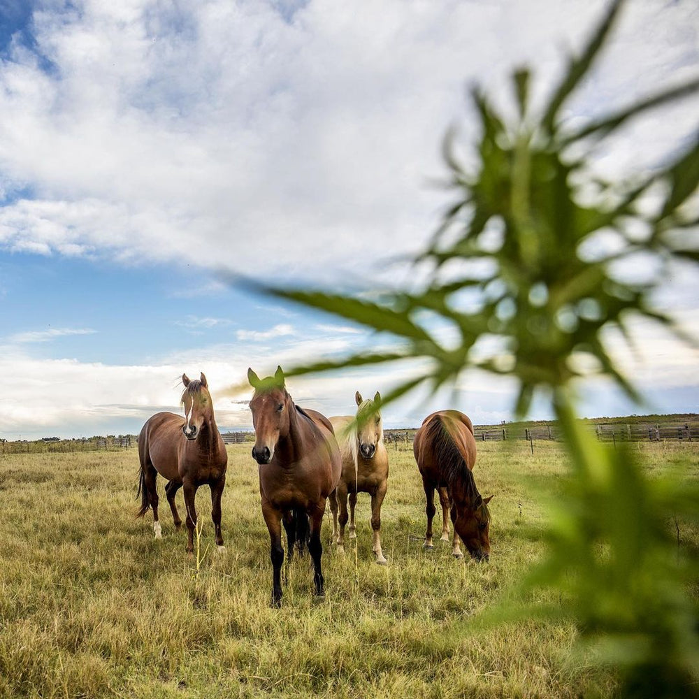 Ulcers in Horses
