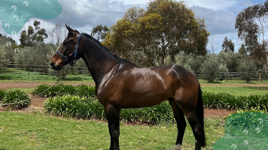 Solo’s Story: Hemp Nutrition in Equine Recovery Support