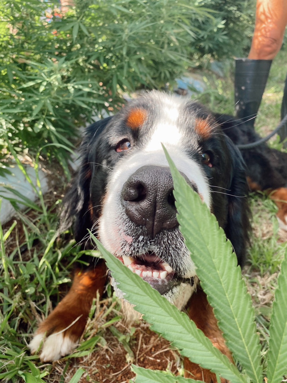 Senior Pet HempPet Product Guide