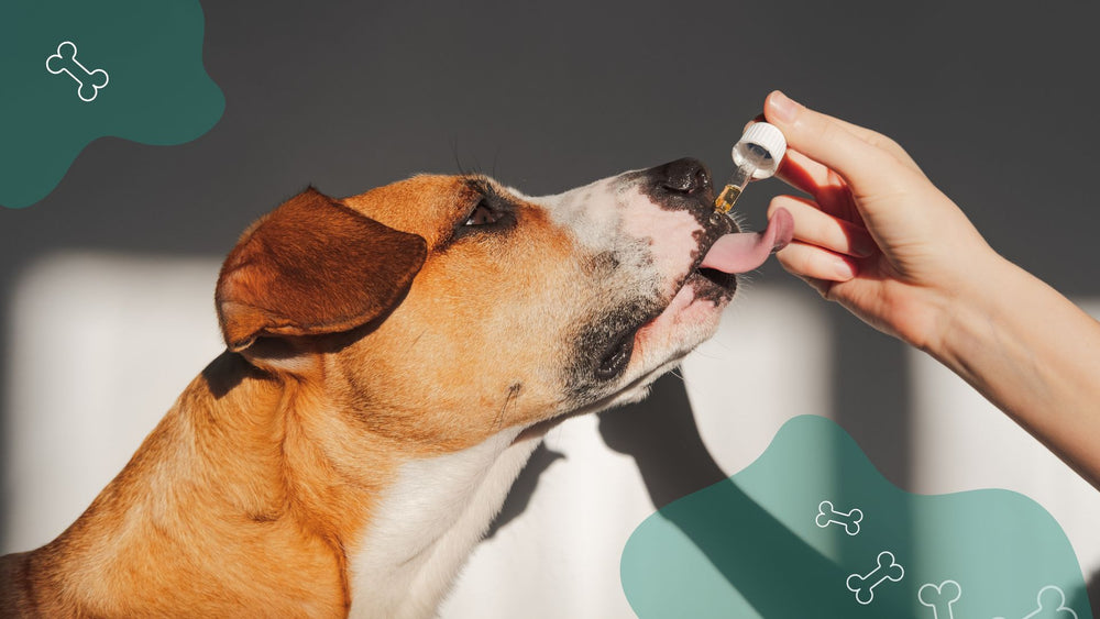 CBD & Epilepsy Seizures in Dogs