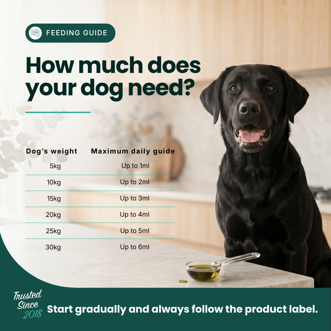 Immune Support - Hemp Oil for Dogs 100ml
