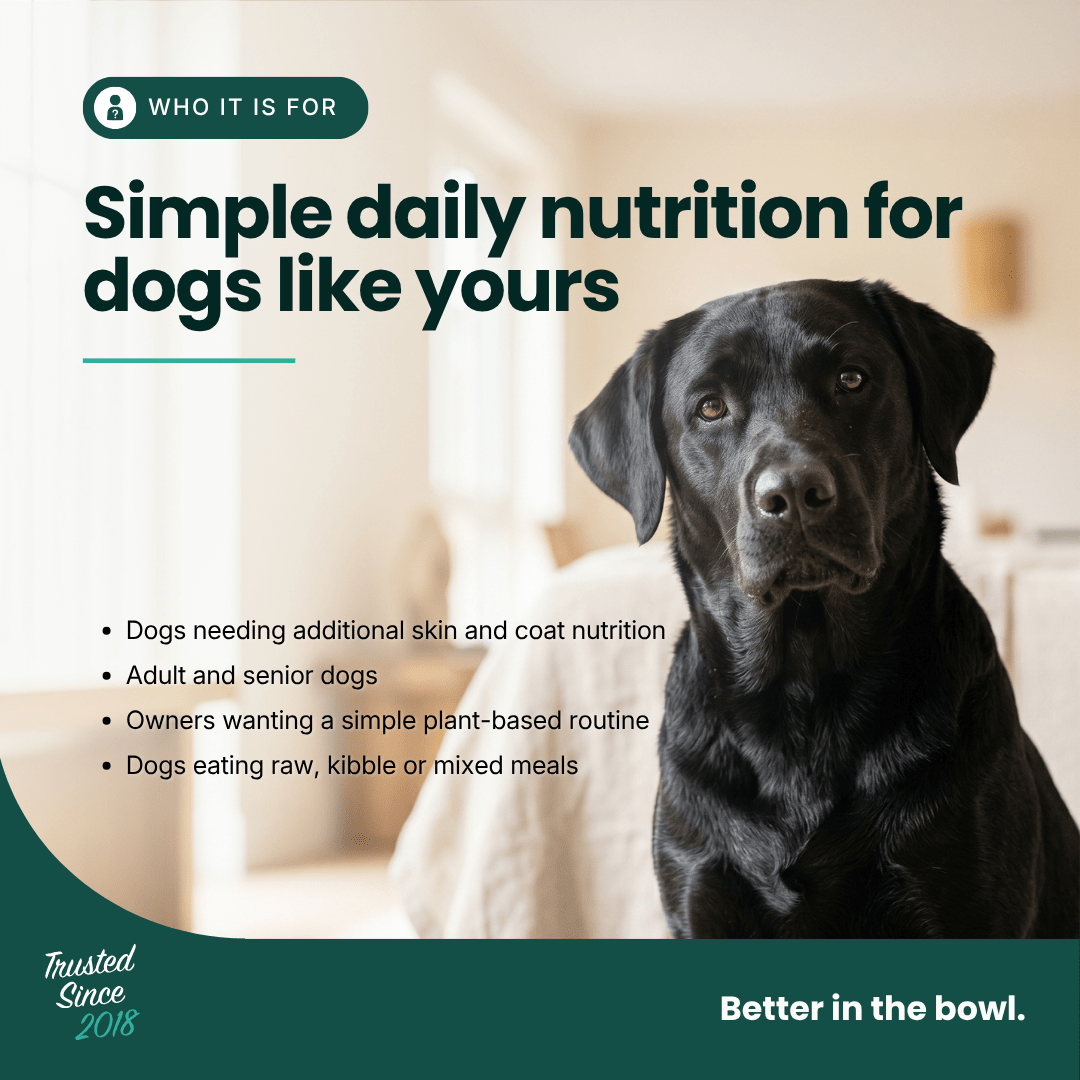 Immune Support - Hemp Oil for Dogs 100ml