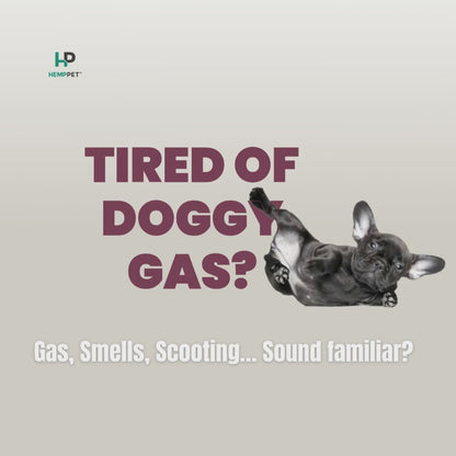 Tired of Doggy Gas video 
