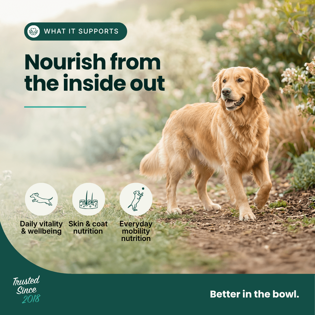Mobility Supplement - Hemp Oil for Dogs 100ml