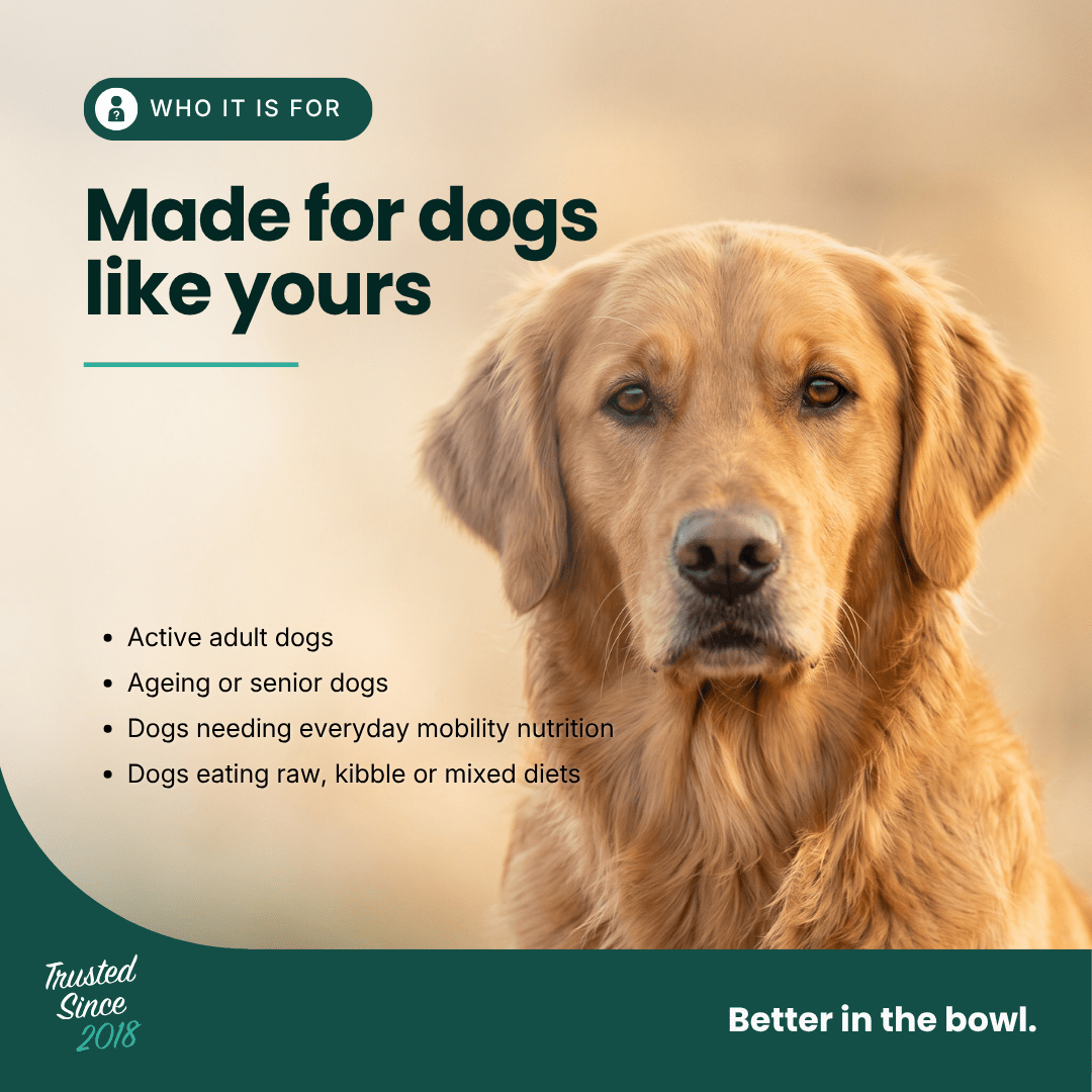 Mobility Supplement - Hemp Oil for Dogs 100ml